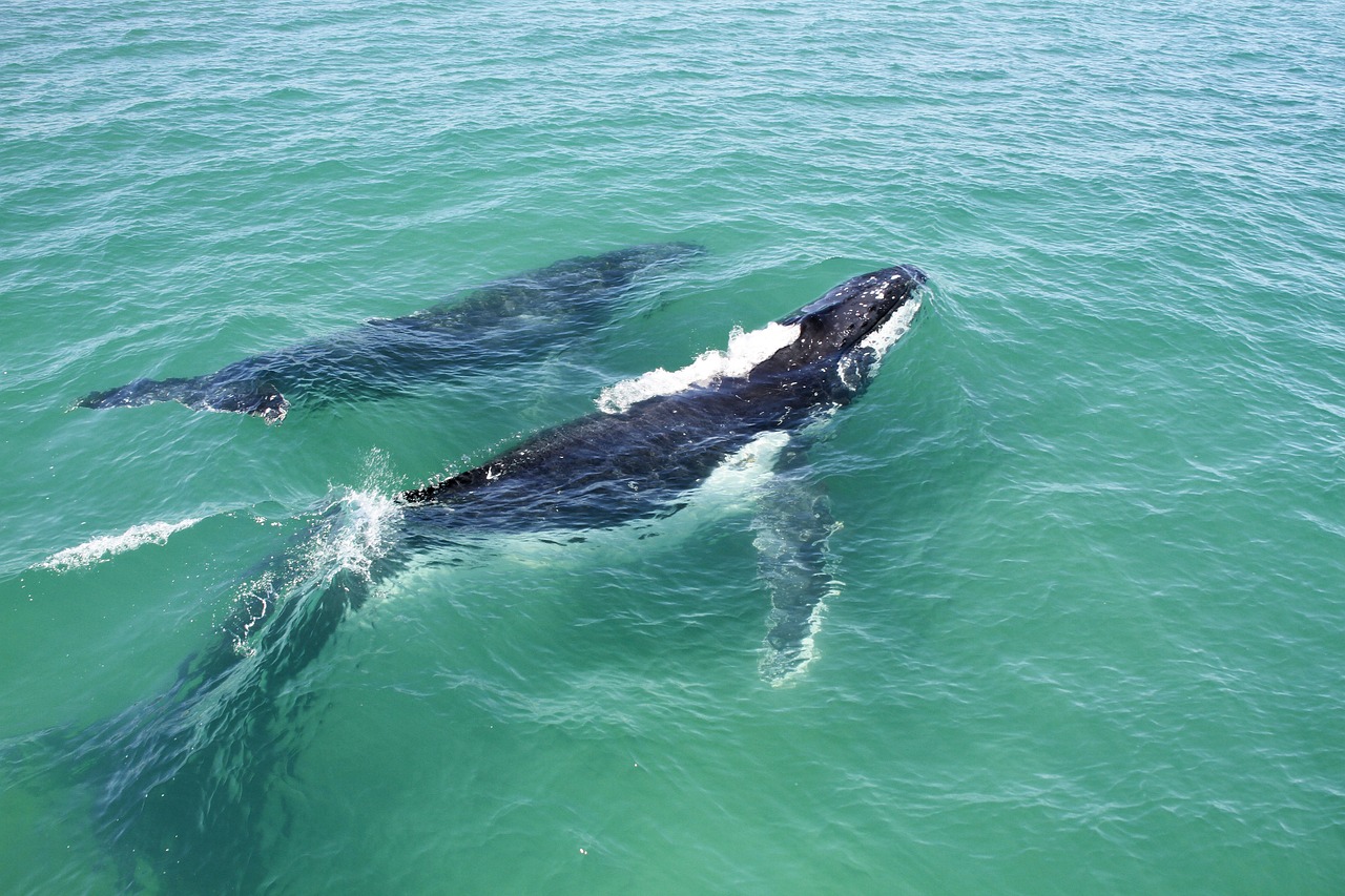 panama-whale-watching-calf